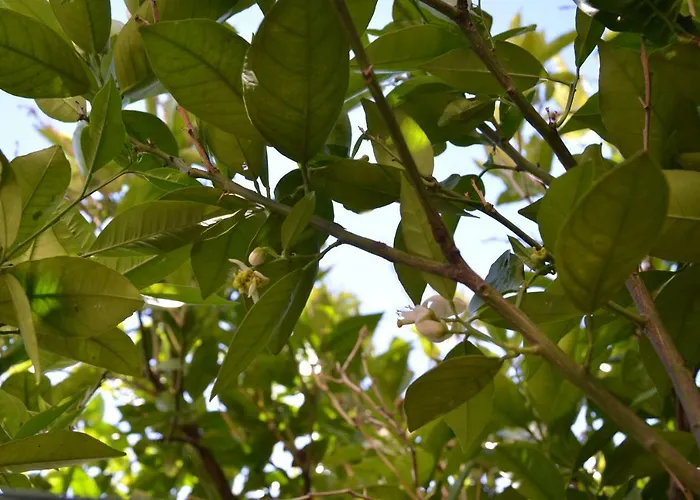 Lägenhet Ilgiardinodilina